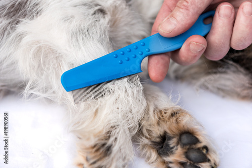 Fototapeta Naklejka Na Ścianę i Meble -  Dog examine for fleas with the flea comb - grooming