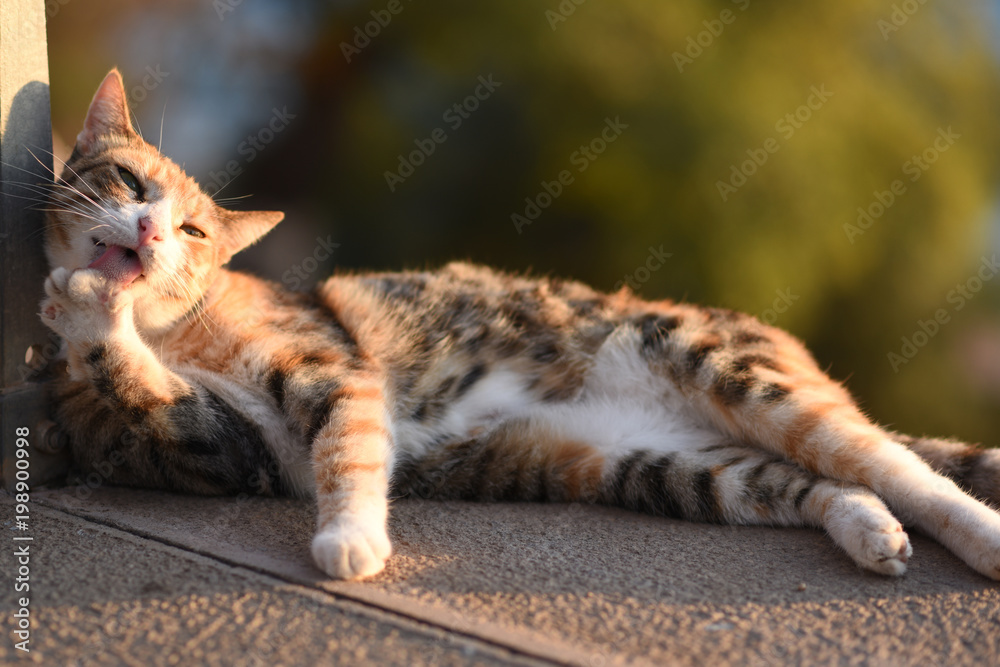 Naklejka premium Cat grooming himself outdoors