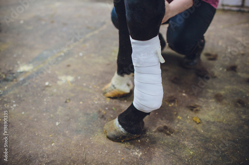 girl is putting white bandages on a purebred brown horse's legs at the byre - focus on the face photo
