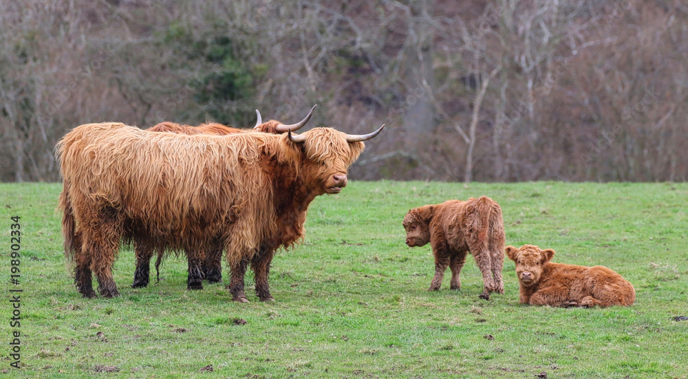 Highland Cow with Calfs Highland Cow with Calfs