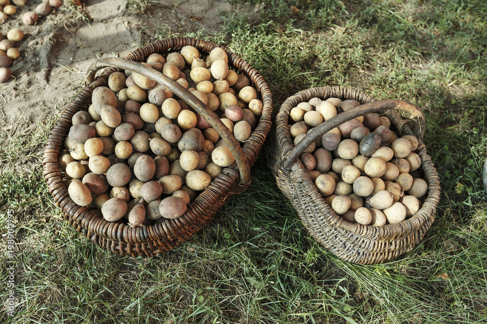 Naklejka premium Potatoes in the basket after harvesting. Top view