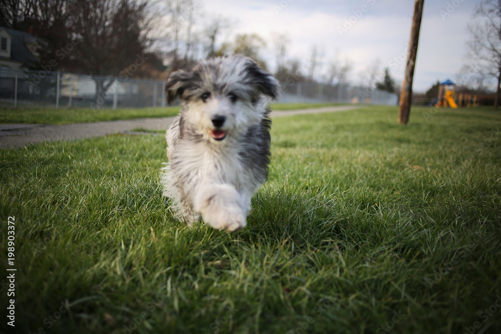 6 Month Old Blue Merle Mini Aussiedoodle Puppy