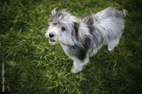 6 Month Old Blue Merle Mini Aussiedoodle Puppy
