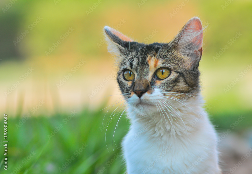 Cat with beautiful eyes outdoors, day in the field. Cat with beautiful eyes outdoors, day in the field.