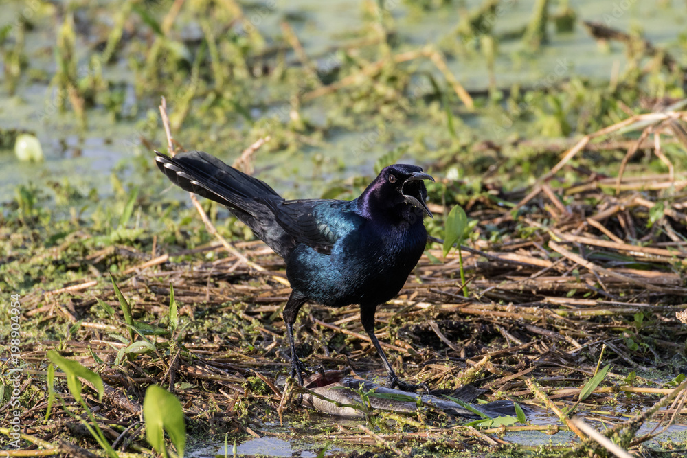 Male boat tailed grackle on the edge of the marsh water with catch Male boat tailed grackle on the edge of the marsh water with catch