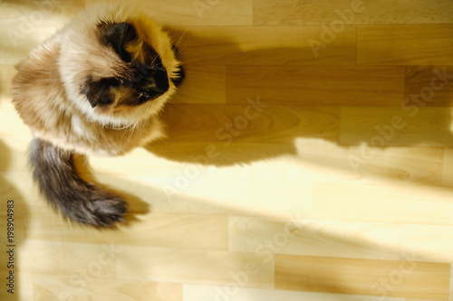 Cute Balinese cat sitting comfortable in the afternoon sunlight that leaks into the living room. photo