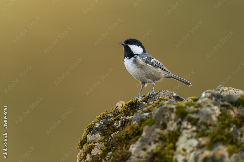 Obraz premium Coal tit, Periparus ater