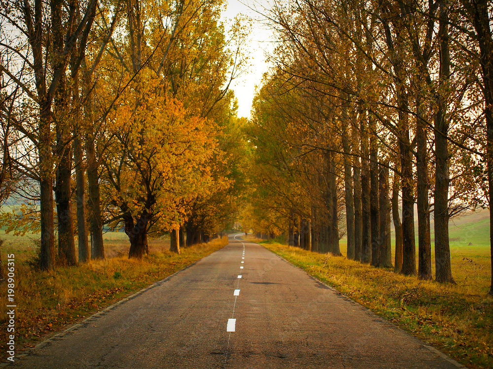 Obraz premium Autumn scenery with straight asphalt road and trees with orange and yellow foliage in Altringen, Timis County, Romania