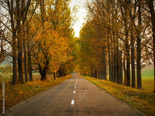 Autumn scenery with straight asphalt road and trees with orange and yellow foliage in Altringen, Timis County, Romania © Sebastian