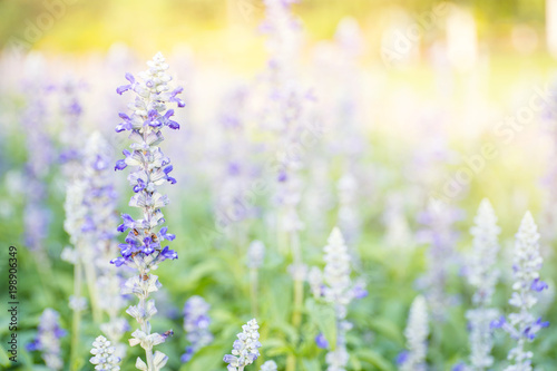 Closeup image of violet lavender flowers in the field in sunny day