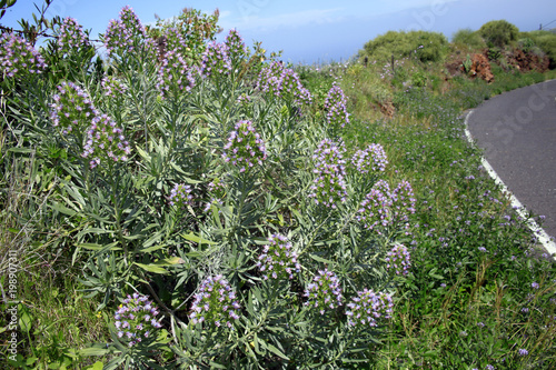 Natternkopf Echium brevirame photo