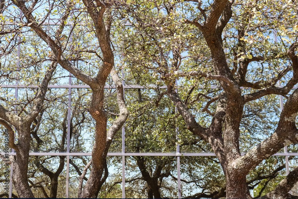 Reflection of trees and sky in modern office building - background