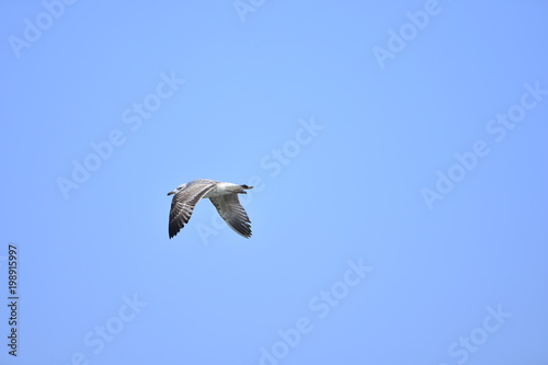 A beautiful bird in wetlands