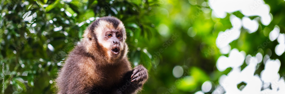Fototapeta premium Macaco-prego na floresta