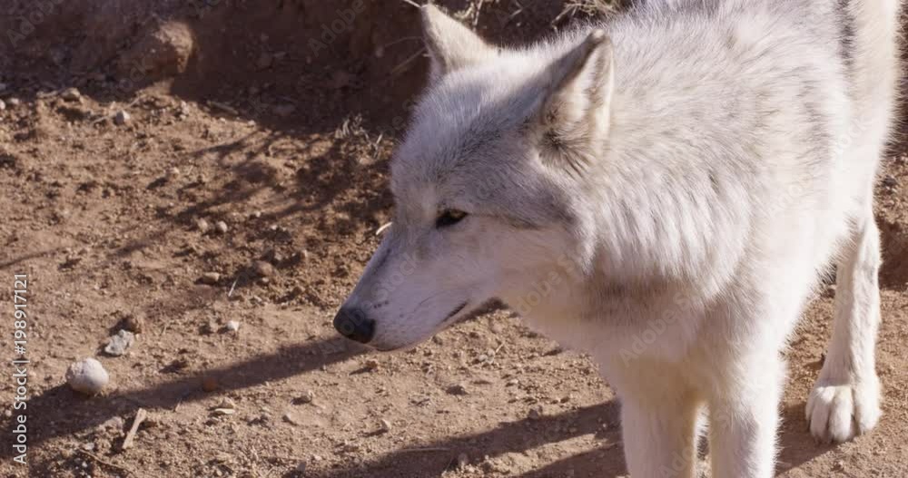 Arctic wolf in summer looks back and forth - slow motion Arctic wolf in summer looks back and forth - slow motion