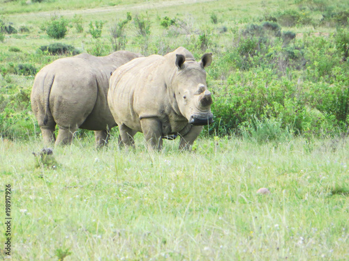 Pair of White Rhinos while on safari in South Africa.