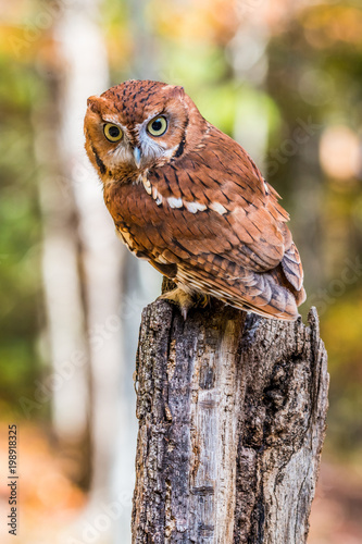 Bilde på lerret Eastern Screech Owl