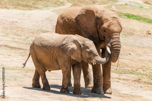 MaMa and Baby Elephant
