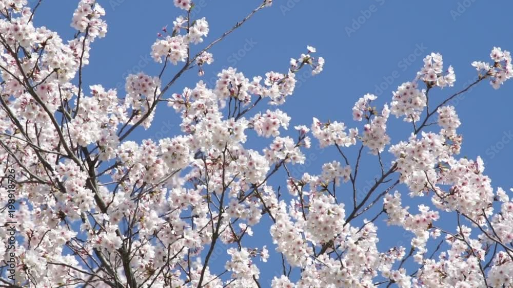 満開の桜 満開の桜