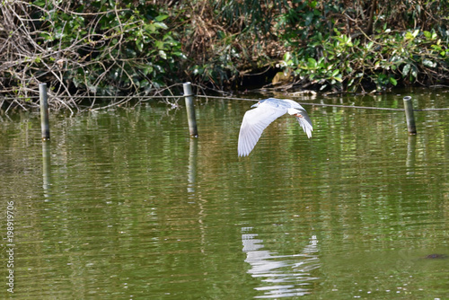 black crowned night heron