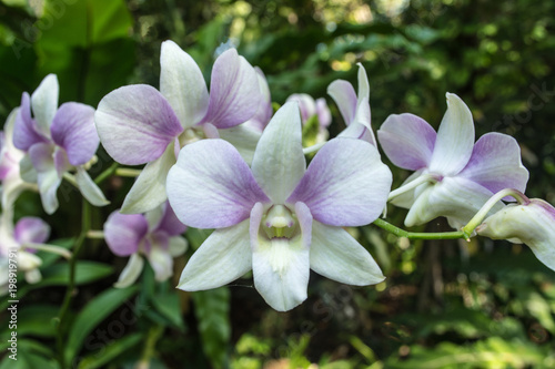 Dendrobium is a huge genus of orchids. There are in south  east and southeast Asia. Named from the Greek dendron mean tree and bios mean life all meaning one who lives on trees or epiphyte.