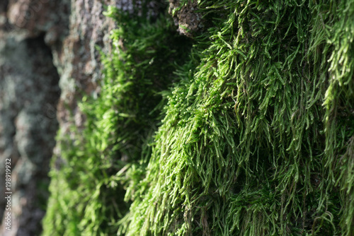 moss on tree trunk macro