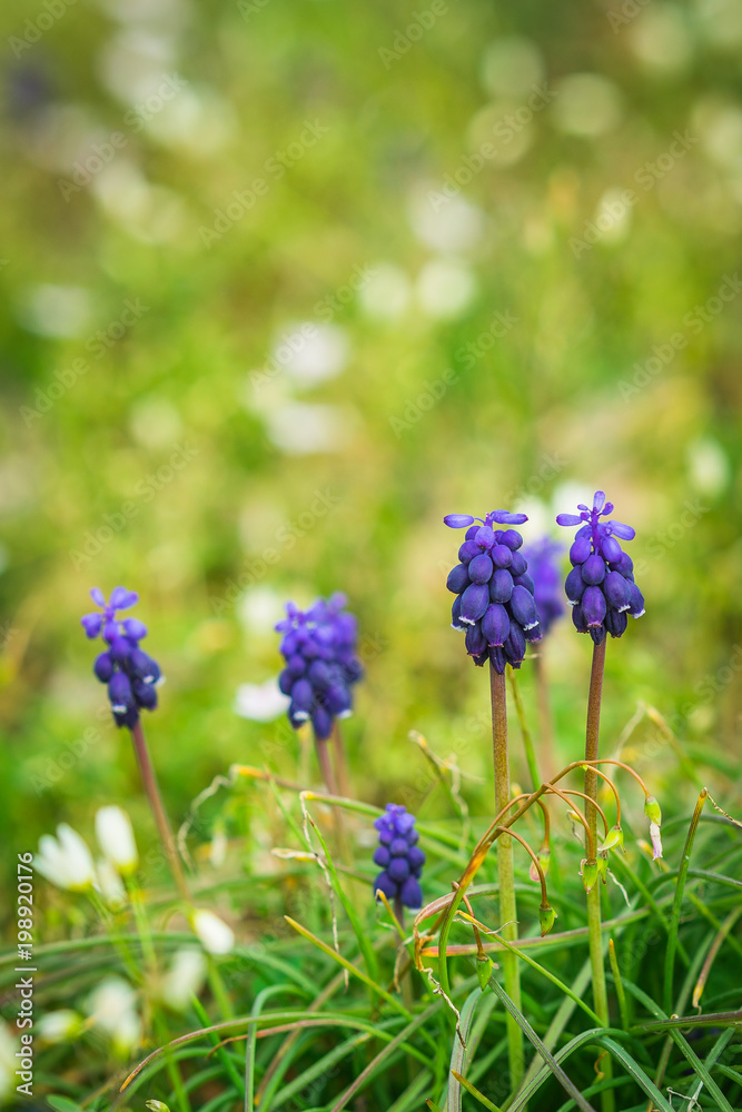 Purple Flowers in Grass