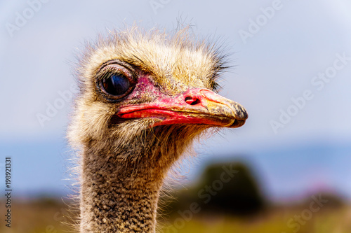 Close up of an Ostrich Head at an Ostrich Farm in Oudtshoorn in the semi desert Little Karoo Region Western Cape Province of South Africa