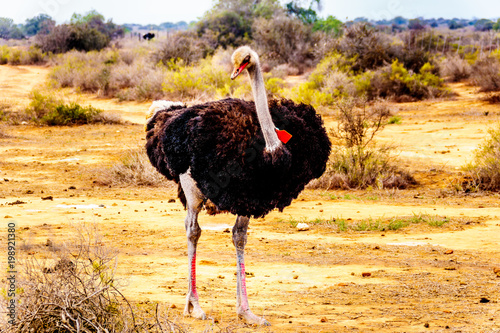 Male Ostrich at an Ostrich Farm in Oudtshoorn in the semi desert Little Karoo Region Western Cape Province of South Africa