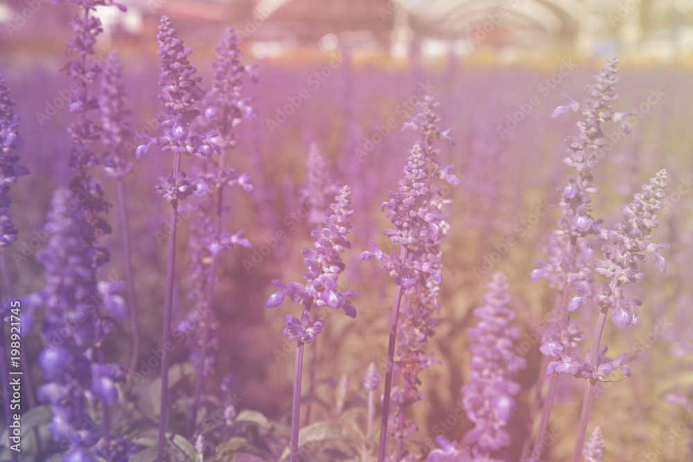 Fototapeta premium Blue Salvia Flower