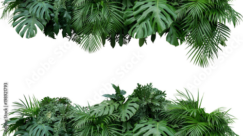 Naklejka Tropikalnego liścia ulistnienia rośliny krzaka przygotowania kwiecistej natury tło odizolowywający na białym tle, ścinek ścieżka zawierać.