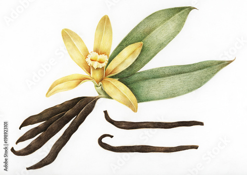 Illustration of vanilla