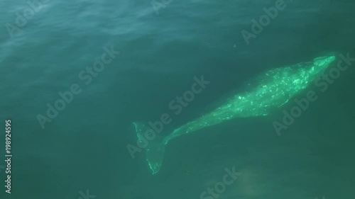 Gray whale. (Eschrichtius robustus)