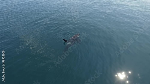 Killer whale.  (Orcinus orca).