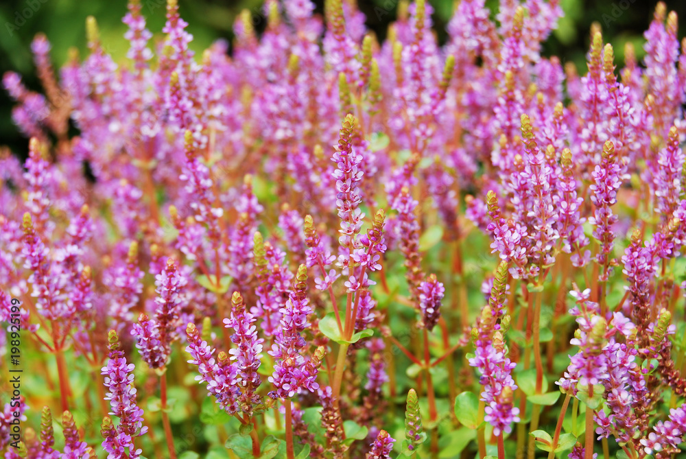 Spring wild flowers on green meadow Spring wild flowers on green meadow