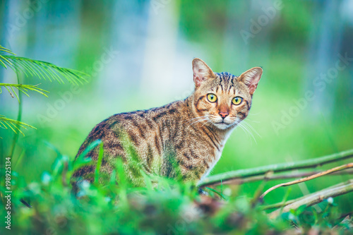 Wallpaper Mural Pretty bengal cat sitting on green grass and looking aside at park. Torontodigital.ca