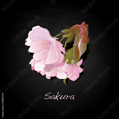 Sakura flower cherry blossom isolated.