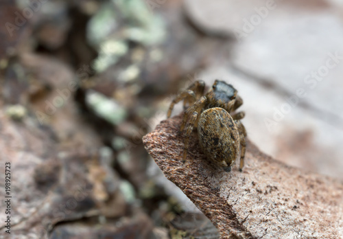 Female jumping spider  Evarcha falcata on pine bark