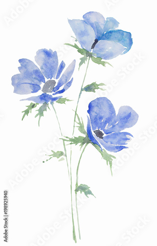 illustration watercolor, drawing bouquet of flowers anemones blue, sketch spots