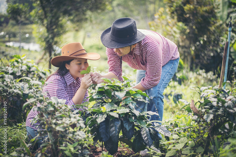 Young farmer.Coffee is harvesting coffee berries in coffee farm.