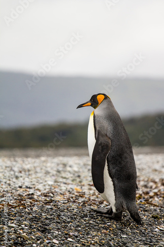 king penguin  Aptenodytes patagonicus  walking on rocky gravel beach in Isla Martillo  Ushuaia  Patagonia