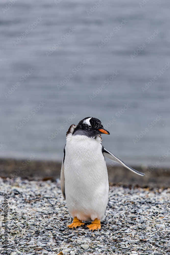 Naklejka premium Magellanic penguin looking to the side with flipper open, Spheniscus magellanicus, walking on rocky gravel beach in Isla Martillo, Ushuaia, Patagonia