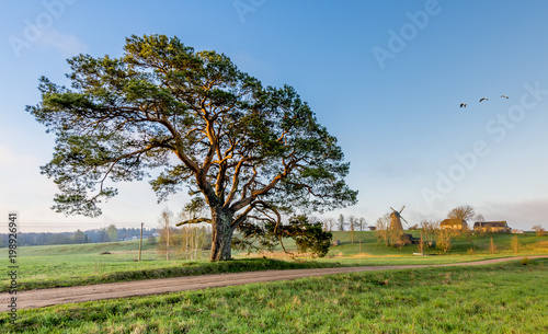 Rustic landscape with countryside road, lonely pine and windmill on horizon, ...