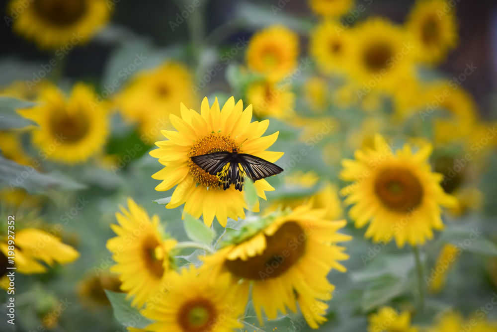 Fototapeta premium Butterfly in the sunflower field