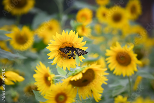 Butterfly in the sunflower field
