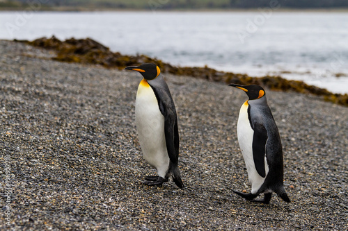 Pair of king penguin  Aptenodytes patagonicus  walking on rocky gravel beach in Isla Martillo  Ushuaia  Patagonia