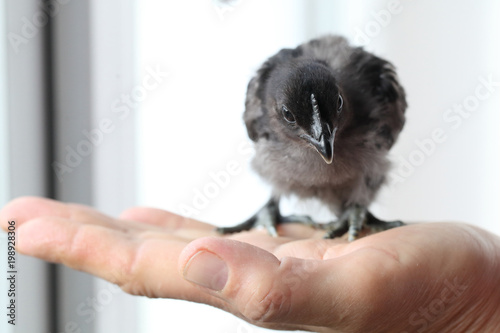 The black-bone chicken