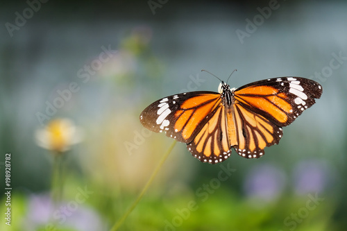 Butterfly in the meadow © beerphotographer