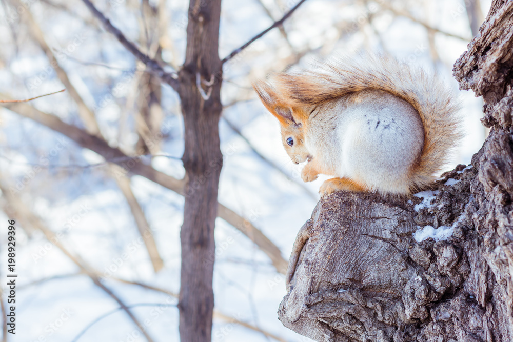 Live squirrel sits on a tree branch in a winter forest against a sky background Live squirrel sits on a tree branch in a winter forest against a sky background