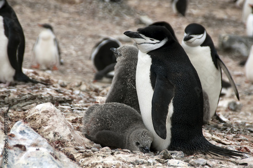 Livingston Island Antarctica, chinstrap penguin with fledglings on nest photo